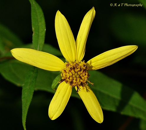 {Helianthus microcephalus}